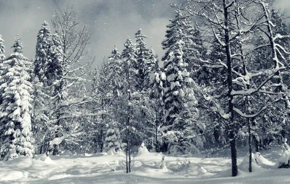 Picture winter, forest, snow, trees, Wallpaper, spruce
