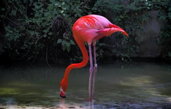 WATER, FEET, SURFACE, PINK, NECK, FLAMINGO