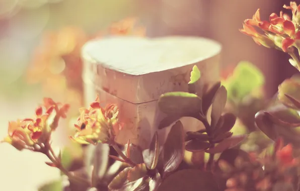 Leaves, macro, plant, box