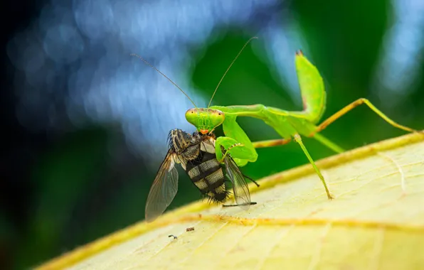 Look, macro, fly, leaf, mantis, mining