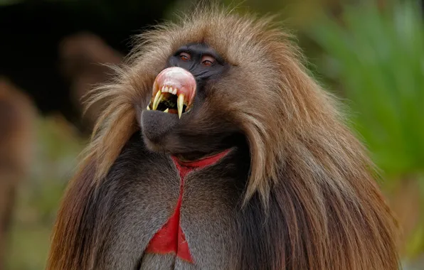 Wool, monkey, fangs, painting, primates, mammals, Ethiopia, gelada