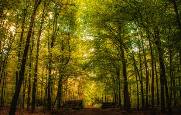 Picture road, forest, trees, Germany