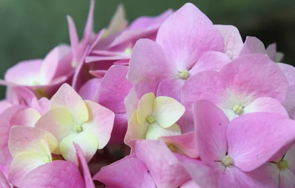 Picture flower, pink, gentle, hydrangea