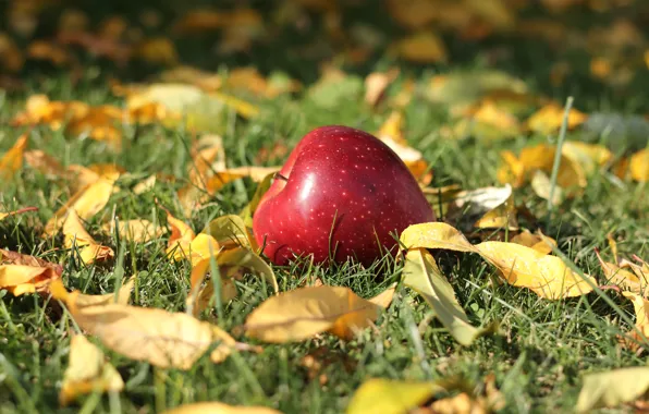 Autumn, nature, photo, apples, Grass Leaves