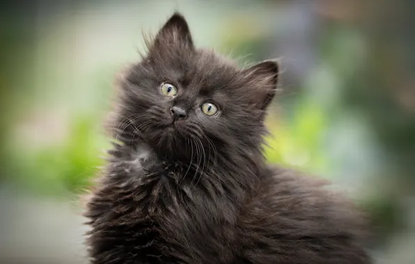 Background, black, fluffy, kitty