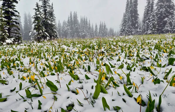 Picture forest, snow, flowers, fog
