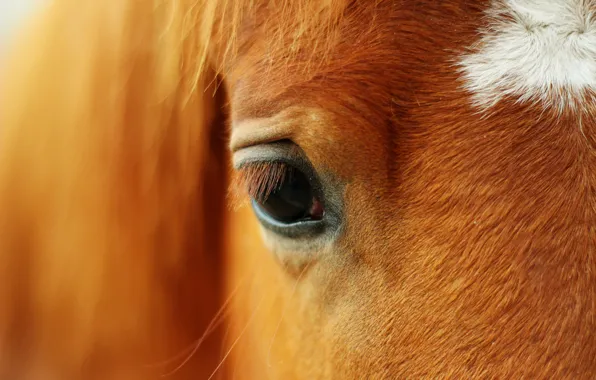 Horse, Eyes, Red