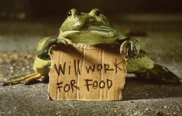 Text, work for food, frog