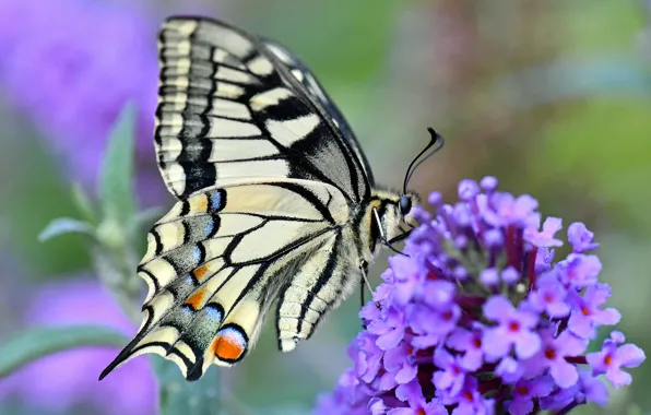 Picture flower, macro, butterfly, bokeh, swallowtail