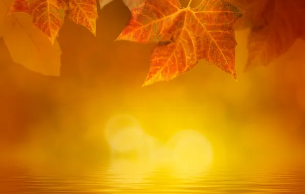 Autumn, leaves, water, fog, glare, yellow, maple