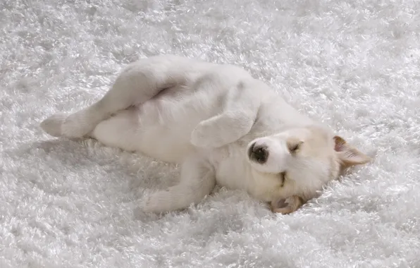 White, carpet, sleep, doggie