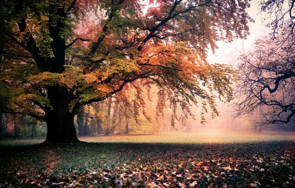 Picture autumn, trees, landscape, nature, foliage, gold