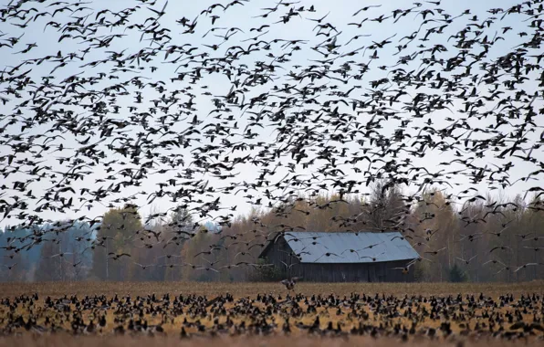 Picture field, autumn, bird