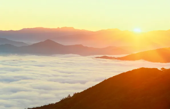 Picture forest, mountains, fog, dawn, Japan