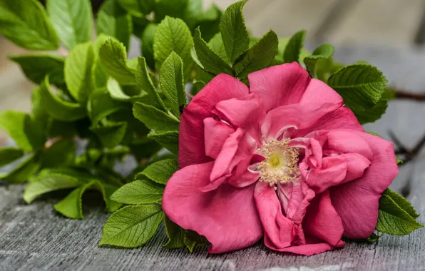 Leaves, flowers, background, Board, roses, petals, stamens, pink
