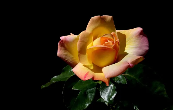 Flower, leaves, light, rose, orange, black background, one, yellow