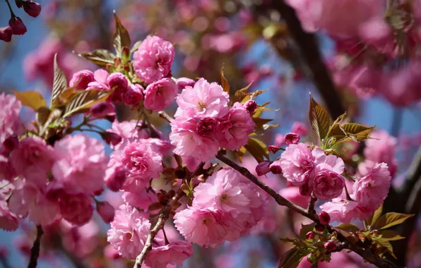 Flowers, branches, spring, Sakura, pink, flowering, a lot