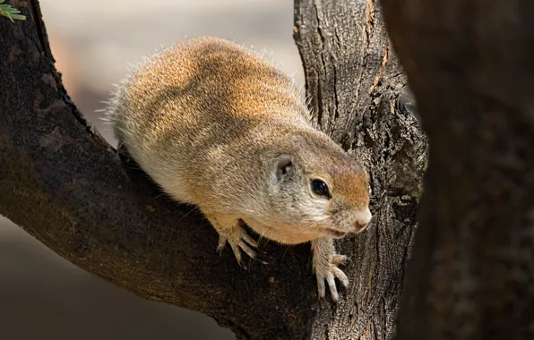 Tree, rodent, gopher to accumulate