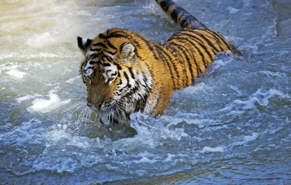 Cat, water, tiger, wet, the game, bathing, Amur