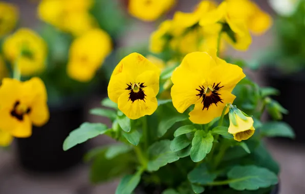Flowers, spring, yellow, Pansy, viola