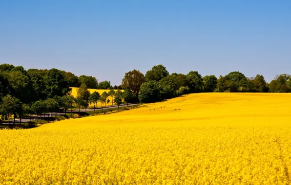 Field, nature, spring, flowering, rape