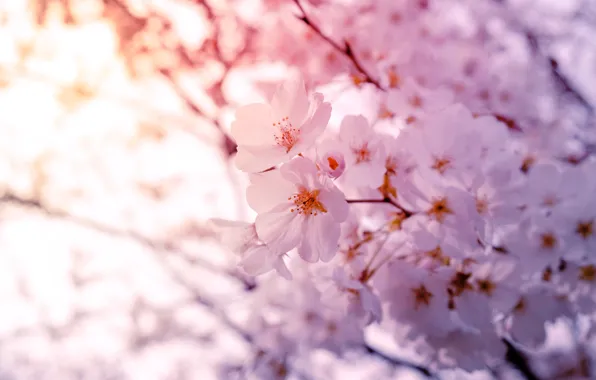 Light, flowers, branches, cherry, tree, Bush, spring, Sakura