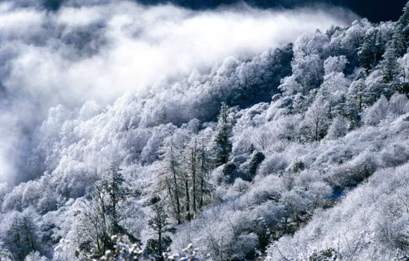 Winter, forest, mountains