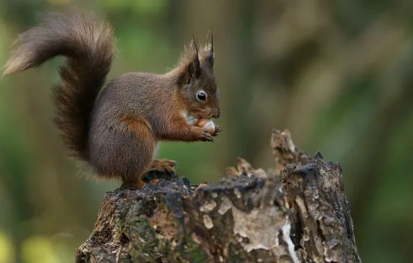 Animal, protein, nuts, nibbles