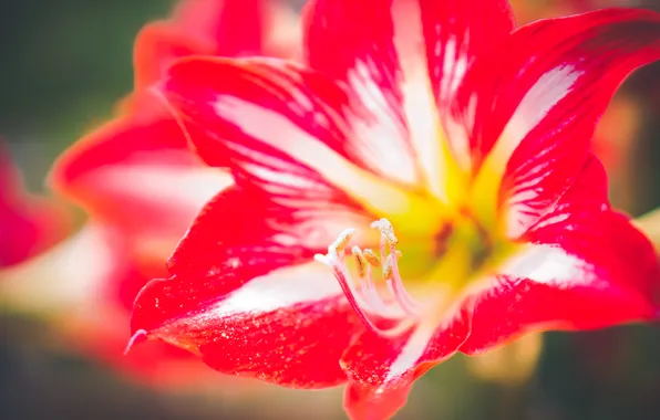 Macro, flowers, flower, macro