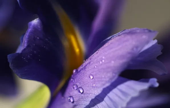Flower, purple, light, iris