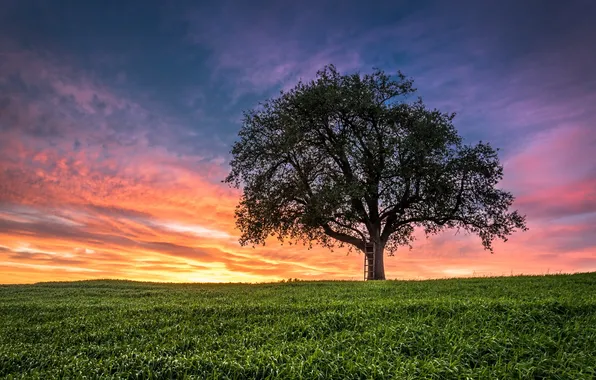 Picture landscape, sunset, tree