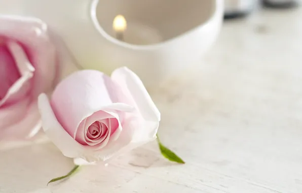 Flower, tenderness, rose, candle