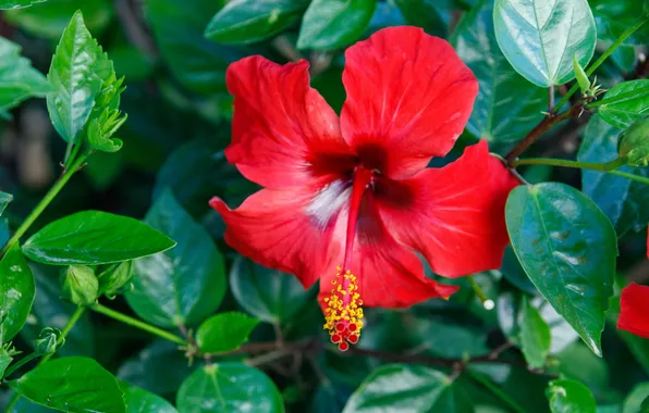 Greens, red flower, hibiscus