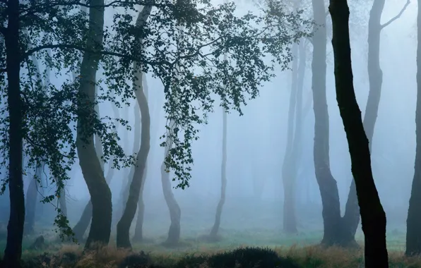 Picture forest, trees, fog