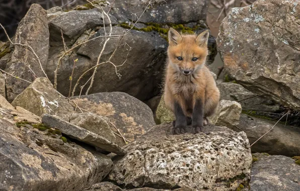 Nature, stones, Fox