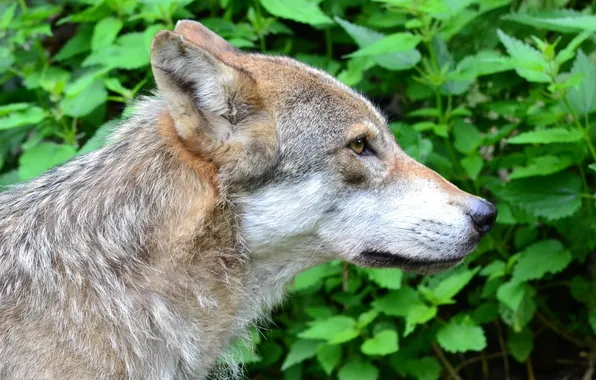 Nature, snow, predator, face, animal, wolf, wildlife, portrait