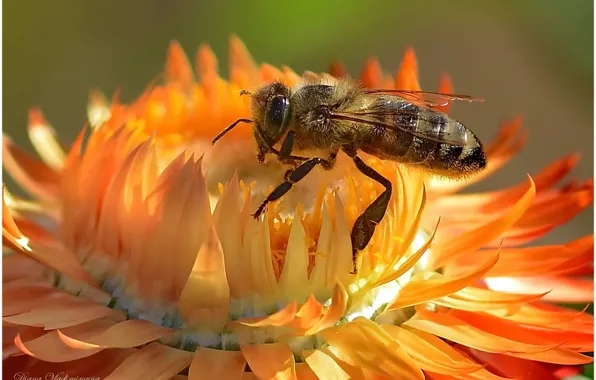 Macro, insects, bee