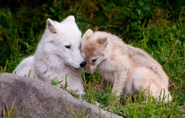 Picture nature, predator, animal, wolf, wildlife, portrait, portrait., polar wolves