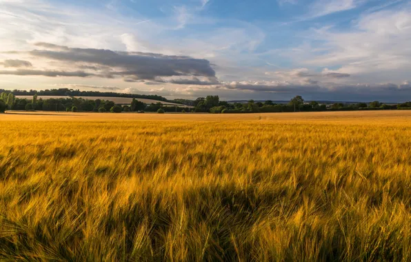 The sky, rye, ears, cereals, rye field