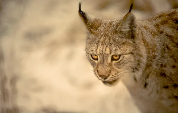 Picture look, background, lynx, wild cat
