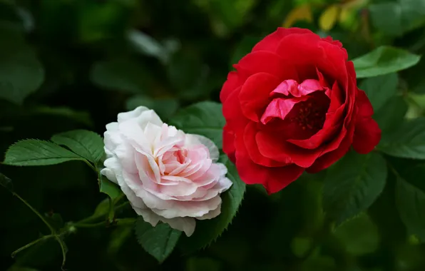 Picture white, leaves, flowers, red, roses, garden, Duo, two roses