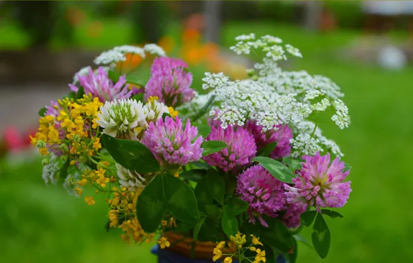Picture Flowers, Spring, clover, Flowers