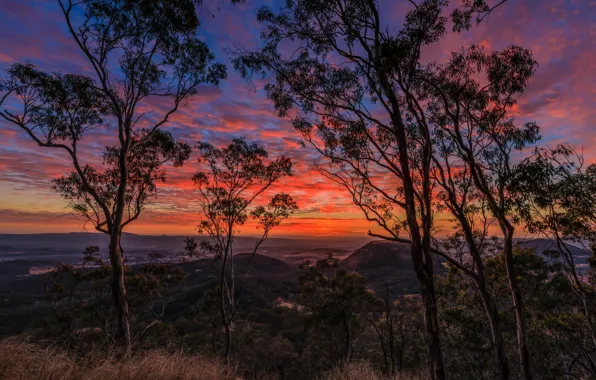 The sky, trees, sunrise, dawn, view, morning, panorama, New York