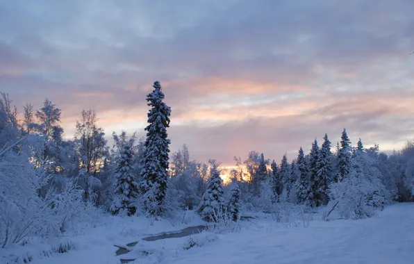 Winter, frost, forest, the sky, the sun, clouds, light, snow