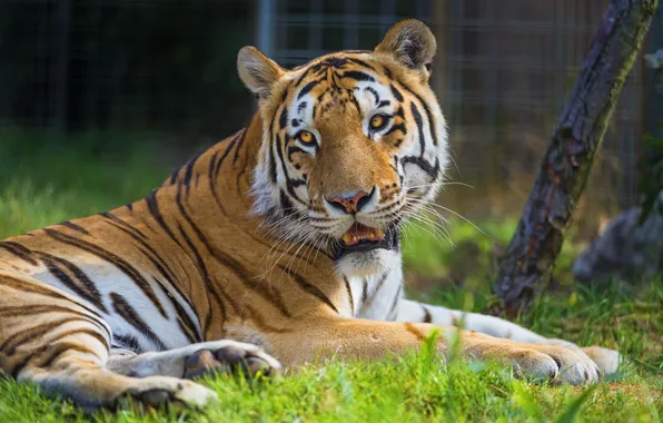 Picture grass, tiger, stay, Siberian, predatory cat