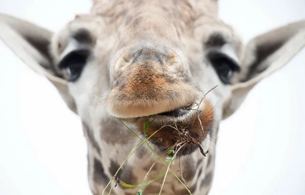 Picture face, macro, giraffe
