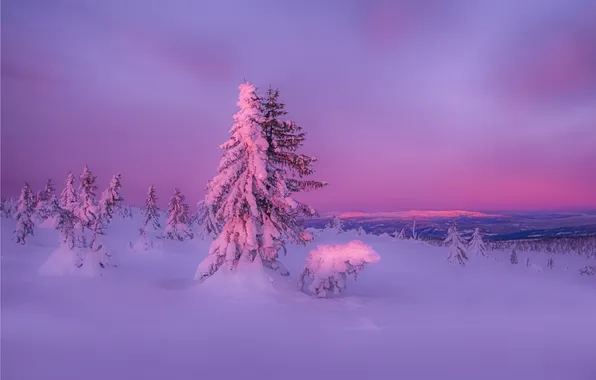 Picture winter, forest, snow, sunset, nature