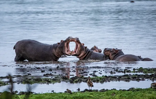 Picture animals, drink, hippos, play