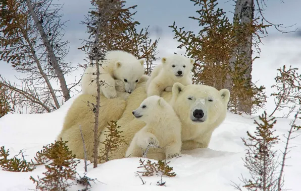 Picture winter, snow, Canada, bears, polar bear, bear, National Park, Wapusk