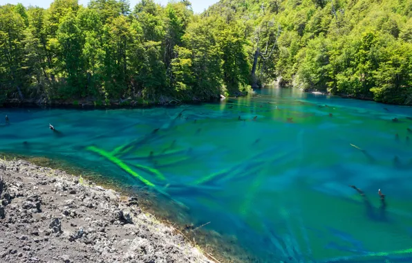 Picture greens, summer, water, the sun, trees, earth, Chile, Conguillio National Park